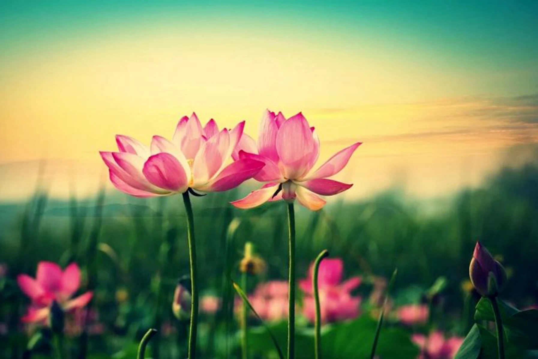 عن ملاطفة الخلق